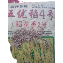 五优稻4号稻花香2号稻籽稻种子长粒香非转基因稻种子五常大米二号