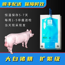 大白猪精种猪精子原种公猪精液母猪配种精液扩繁级含量80ml一包