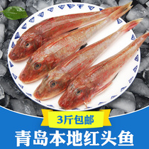 青岛新鲜红娘鱼3斤红绣鞋鱼 鲜活冷冻海鱼杂鱼红鱼红粉冠  红头鱼