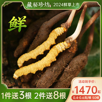 【2024新鲜虫草】藏秘珍坊西藏雪山生态头期鲜虫草礼盒装50根