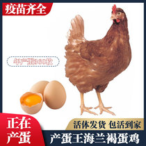 产蛋王高产蛋鸡海兰褐下蛋鸡活苗活鸡包活到家红毛生蛋鸡活体土鸡