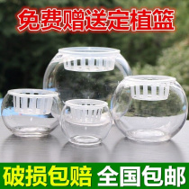 玻璃 水培 植物花瓶 透明圆球大号送定植篮绿萝水培花盆 水培器皿