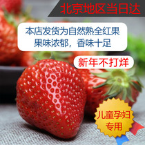 北京小汤山红颜奶油草莓自然熟礼盒儿童孕妇现摘现发昌平99