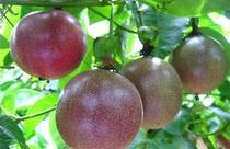 江西赣南紫皮百香果大果新鲜当季水果现摘先发原产地直发