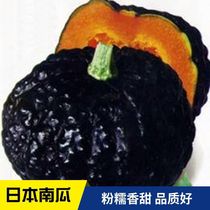日本小南瓜种子苗秧超甜高产香甜贝贝秧苗板栗蜜本蔬菜种籽孑瓜类