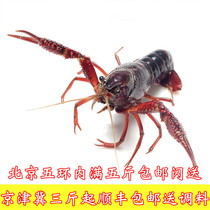 500克北京闪送鲜活清水小龙虾活虾麻辣小龙虾海鲜水产现货