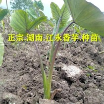 【正宗香芋种苗】湖南江永香芋种植苗有芽槟榔芋小芋头秧5斤包邮