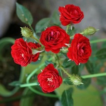 无条件的爱阳台微型月季扦插四季玫瑰微月开花适合盆栽花小苗