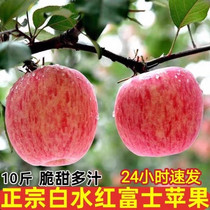 白水红富士苹果10斤陕西新鲜水果丑平果脆甜冰糖心时令孕妇水果