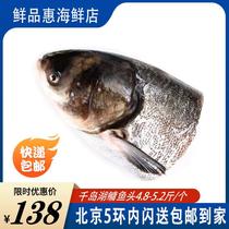 鲜品惠  千岛湖大鱼头 约5斤一个 快递包邮