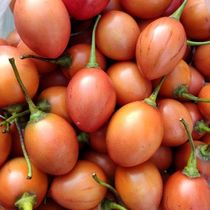 云南树番茄新鲜洋番茄德宏特产鸡蛋果傣味番茄酱缅茄农产品调味料
