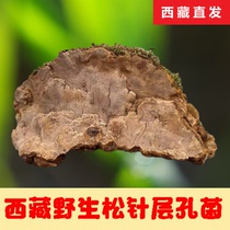 精选西藏林芝地区野生松针层孔菌500g装干货松树桑黄拉萨发货包邮