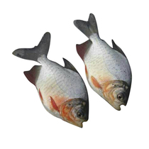 新品淡水白鲳鱼苗 红鲳鱼苗 食用鲳鱼苗活体 小型热带鱼养殖鱼苗