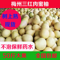 【现摘发顺丰】袋装30-50斤梅州三红蜜柚红肉红心柚子正宗梅县柚