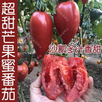 超甜芒果蜜番茄种子 春秋季播水果蔬菜籽 盆栽苗果沙瓤老西红柿孑