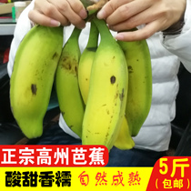 高州芭蕉5斤广东原生态新鲜孕妇酸甜水果香蕉小时候的味道包邮