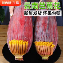 【现货】野生新鲜芭蕉花5斤 云南香蕉花蕾大蕉花农家食材蔬菜包邮