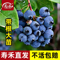 蓝莓树果苗树苗盆栽蓝莓苗南方北方种植果树苗木l25f6小苗樱桃苖
