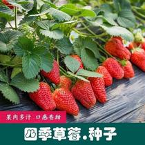 大草莓种子丹东99草莓菜种籽奶油红颜苗四季蔬菜水果种籽子种植