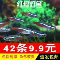 红绿灯灯科鱼宝莲灯小型红斑马小型热带好养鱼观赏草缸群游活体苗