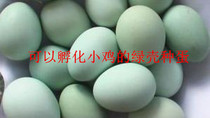 种蛋 受精蛋 绿壳蛋种鸡蛋 土鸡蛋壳绿   孵化受精鸡蛋  固始鸡