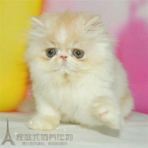 出售异国短毛猫加菲猫纯种活体幼猫猫舍波斯猫幼猫异长宠物猫p