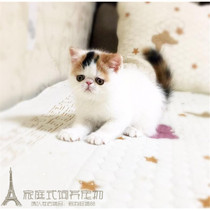 上海家养繁育宠物猫异国短毛猫纯种加菲猫幼猫活体赛级加菲宝宝p