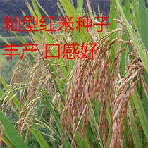 正宗红米种子洋县高产红籼米种子红米种子特色水稻种子500克