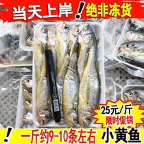 新鲜野生小黄鱼鲜活黄花鱼深海捕捞生鲜水产1斤约9-10条鲜小黄花