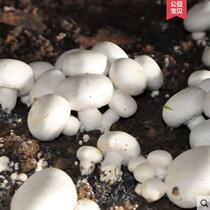 双孢菇菌种食用菌菇盆栽平菇金针菇香菇儿童室内外菌包蘑菇种植包