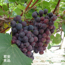 上海南汇特产水果 5斤礼盒夏黑葡萄   脆爽口感 无核甜葡萄