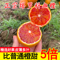 正宗四川塔罗科血橙新鲜水果应季资中红心果冻橙子重庆长寿湖血橙