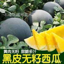 黑皮黄瓤无籽西瓜种子超甜高产易种南方四季播种蔬菜水果西瓜种子