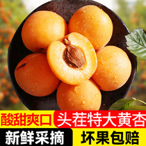 现摘杏子新鲜水果大黄杏当季5斤整箱包邮孕妇酸甜脆鲜金太阳蜜杏
