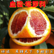 新鲜水果秭归橙子红橙血橙塔罗科玫瑰香橙现摘发货9斤包邮