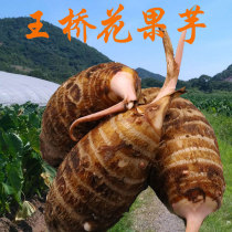 王桥花果芋5斤江西抚州特产东乡本地芋头农家自种小芋艿新鲜现挖