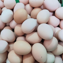 顺丰天津蓟县特产林间散养新鲜柴鸡蛋土鸡蛋笨鸡蛋30枚农家土鸡蛋