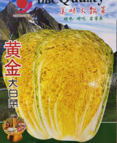 黄金大白菜种子黄芽菜结球黄心大白菜种籽耐寒美味抗病强蔬菜种孑