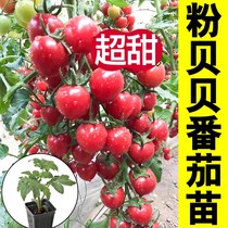 粉贝贝番茄种子西红柿种孑圣女果小柿子春季四季夏秋冬樱桃小番茄