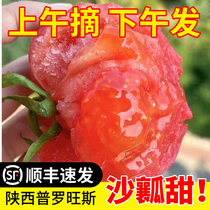 陕西泾阳普罗旺斯5斤沙瓤西红柿新鲜自然熟当季水果番茄生吃蔬菜