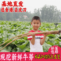 安疗榨汁新鲜黄皮牛蒡根5斤徐州现挖养生药材蔬菜特产原料膀榜旁