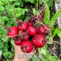 阳台樱桃萝卜种子盆栽迷你水果红萝卜樱桃小萝卜种籽春秋四季种植