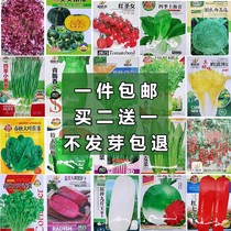 四季阳台盆栽菠菜番茄辣椒白菜小葱萝卜生菜孑香菜籽蔬菜种子大全