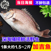 红加吉鱼 鲷鱼新鲜 海捕真鲷红鳍 红鲷 水产海鲜  500g