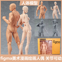 figma素体美术人体模型玩具日本人偶关节可动成人绘画肌肉shf素体