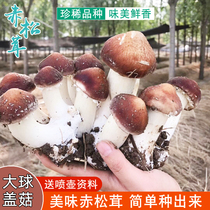 大球盖菇  赤松茸菌包菌子 蘑菇菌包 食用菌菌包家庭蘑菇盆栽阳台