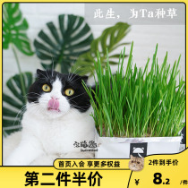 宅猫酱亲手种的才真诚未卡猫草盆栽无土壤水培种植套装猫薄荷零食