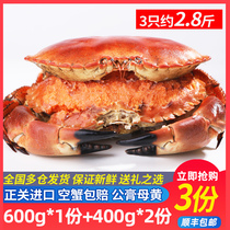 新货新鲜<em>面包蟹</em>英国大螃蟹鲜活熟冻特大海鲜海蟹黄金蟹超大帝王蟹