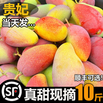 海南贵妃芒果10斤新鲜树上熟红金龙芒果水果当季整箱辣椒芒果包邮