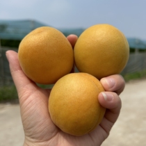 爆甜水果桃子新鲜应当季脆甜陕西大黄杏子特大巨金太阳杏酸甜杏子